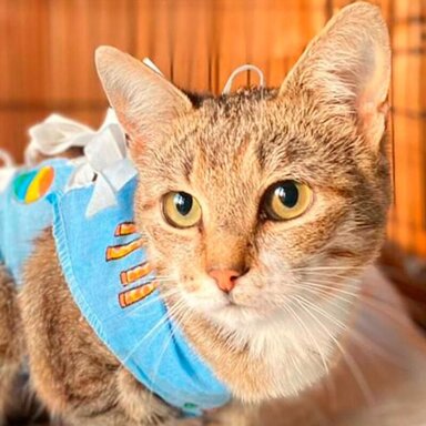 Истории помощи: кого поддерживают пользователи благотворительного сервиса mos.ru